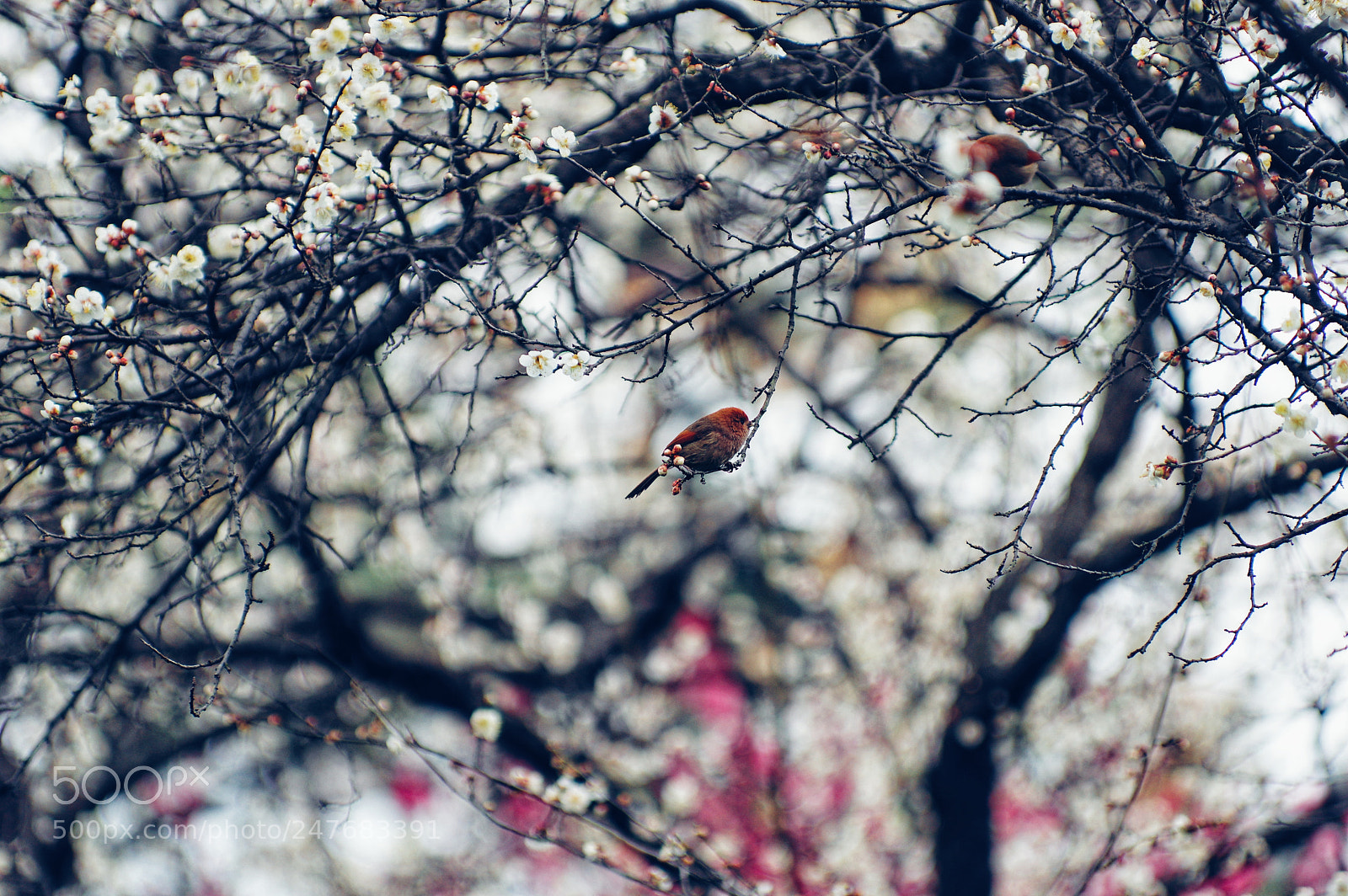 Pentax K-3 II sample photo. Untitled photography