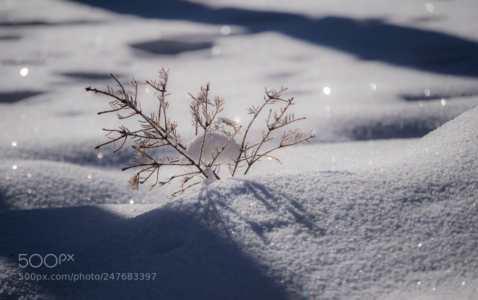 Nikon D3300 sample photo. Winter masterpiece photography