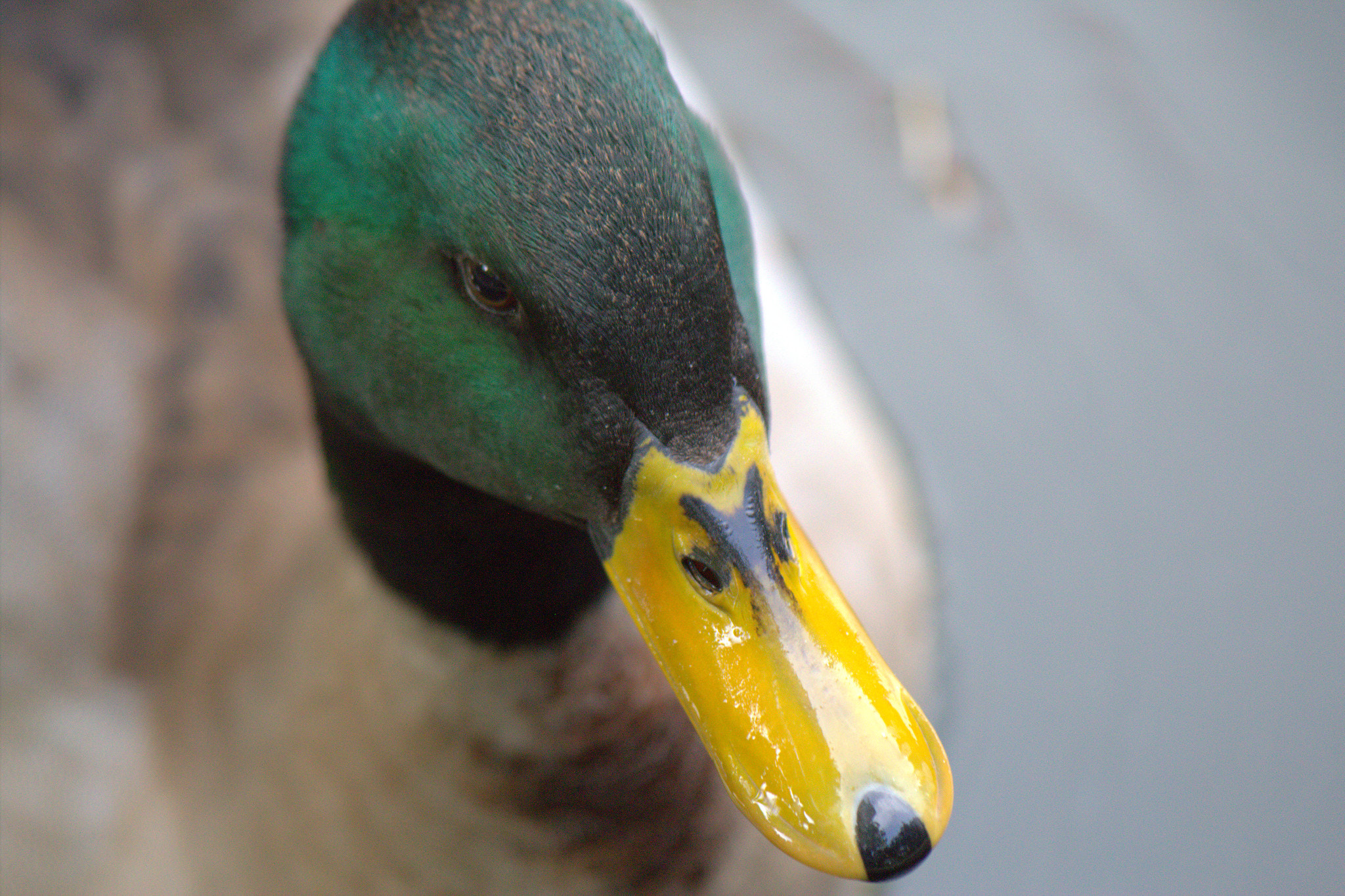 Canon EOS 600D (Rebel EOS T3i / EOS Kiss X5) + Canon EF 70-300mm F4-5.6 IS USM sample photo. My beautiful duck photography