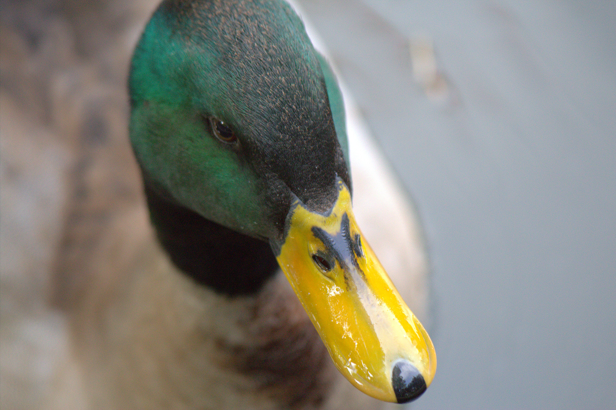 Canon EF 70-300mm F4-5.6 IS USM sample photo. My beautiful duck photography