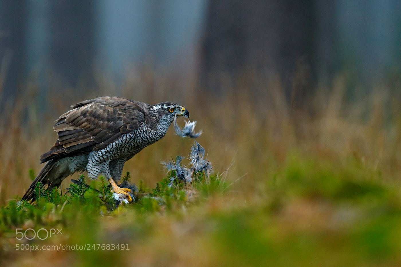 Canon EOS-1D X sample photo. Goshawk (accipiter gentilis) photography