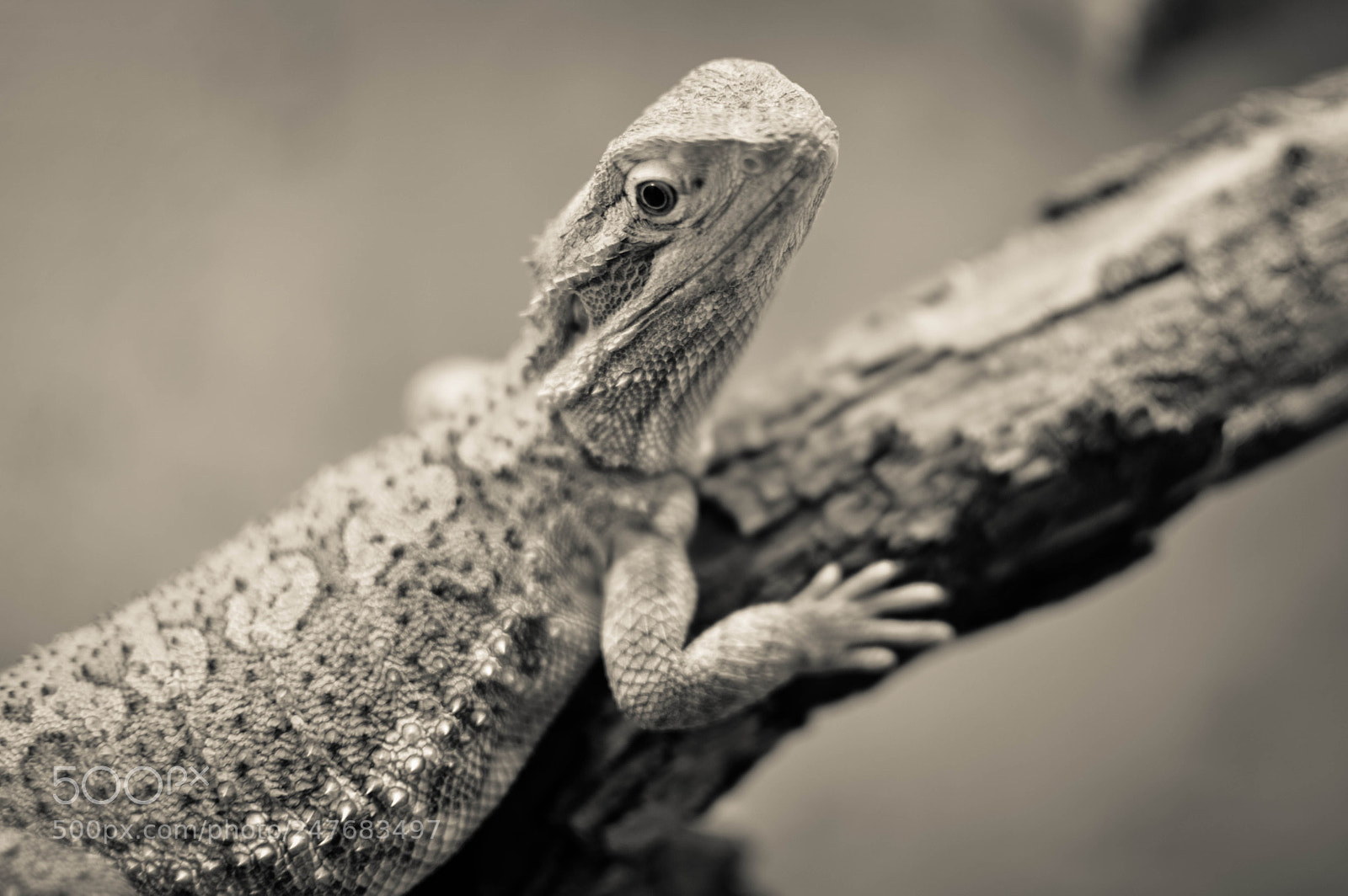 Nikon D3200 sample photo. Zwergbartagame photography