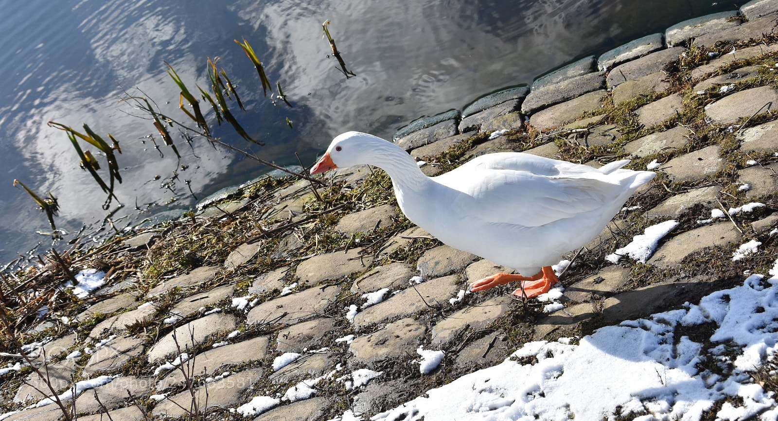 Nikon D7200 sample photo. Lake live photography