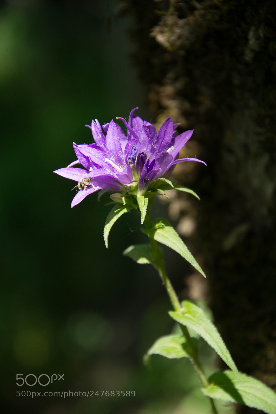 Nikon D3100 sample photo. Flower power photography