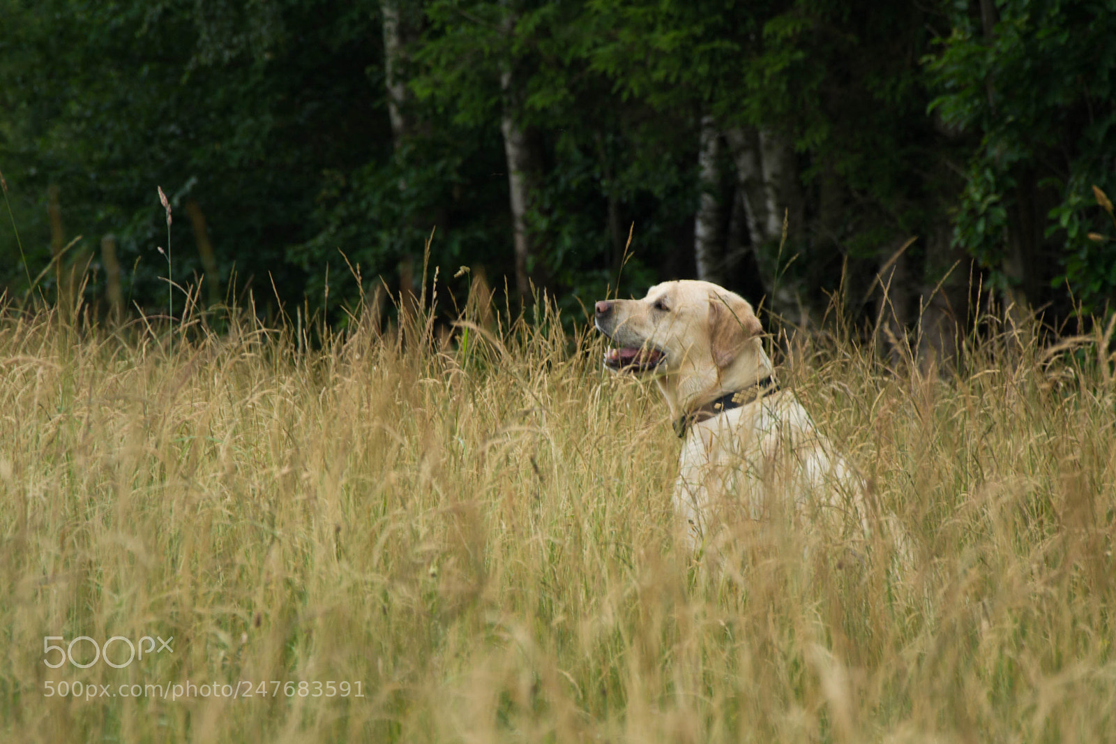 Nikon D3100 sample photo. Pallino photography