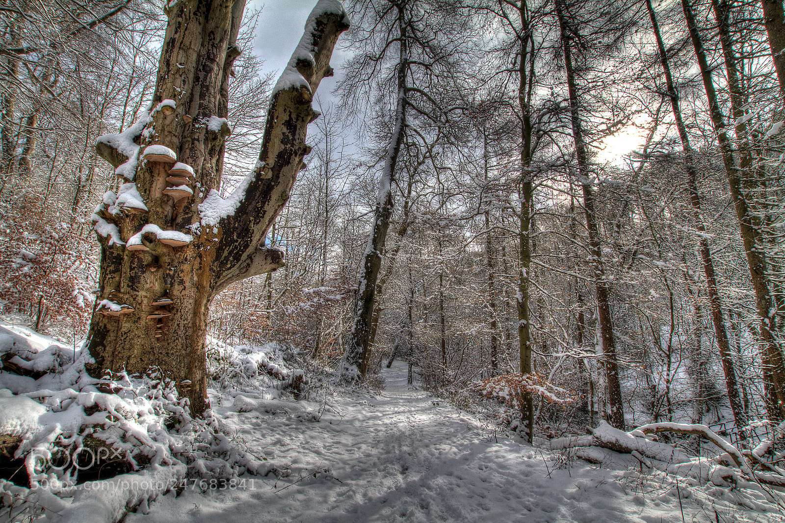 Canon EOS 7D sample photo. Castle eden dene photography