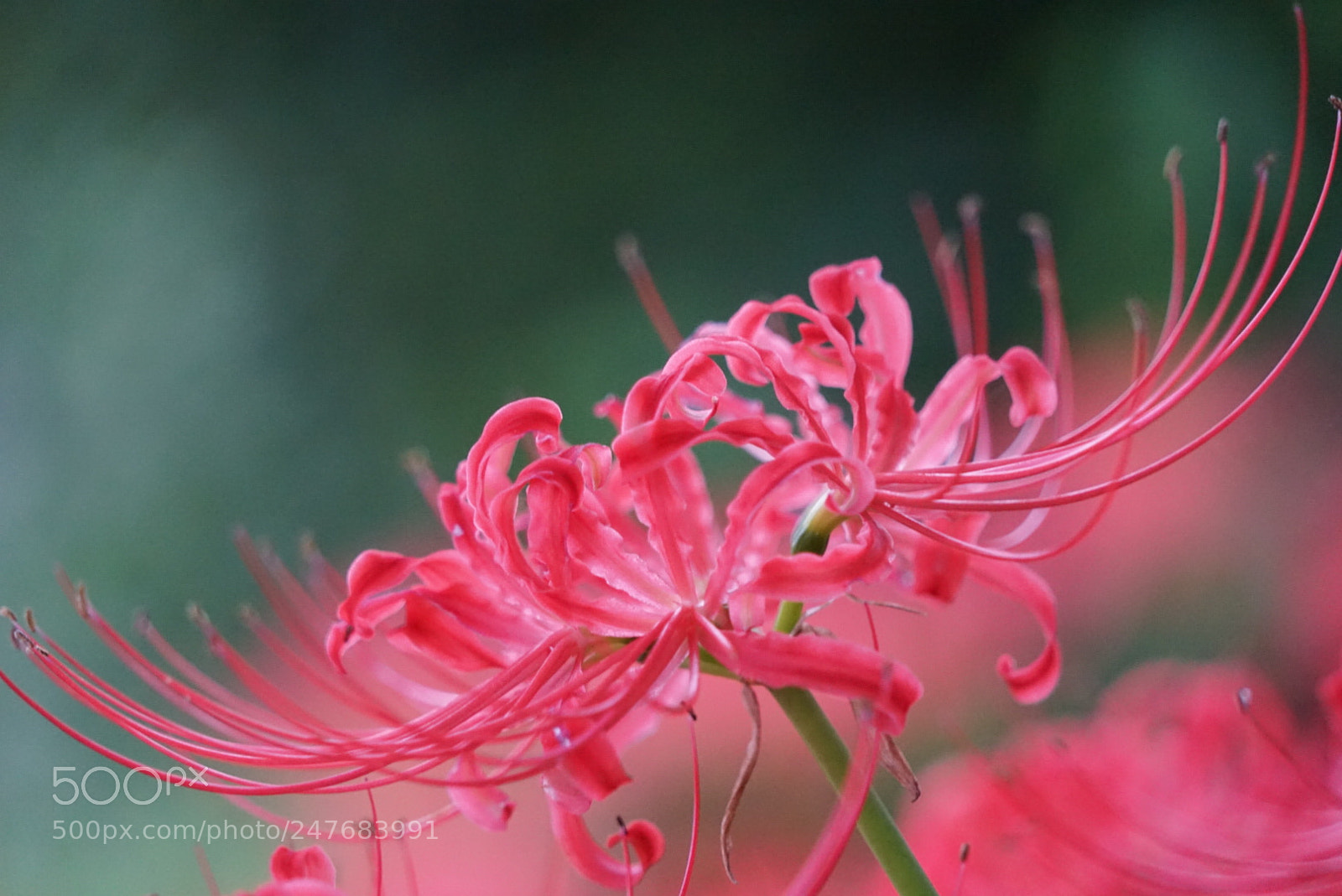 Sony a7 sample photo. 彼岸花 photography
