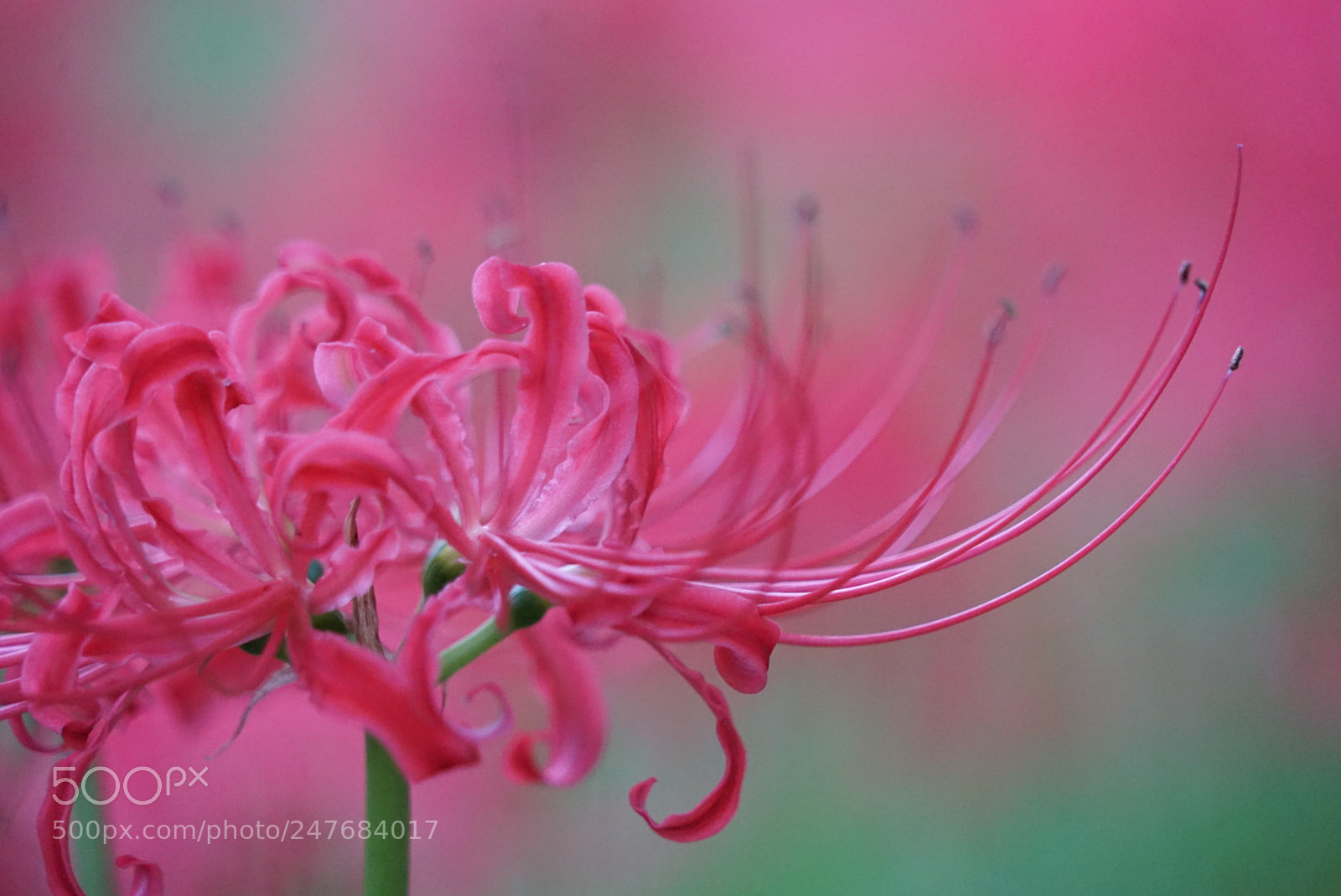 Sony a7 sample photo. 彼岸花 photography