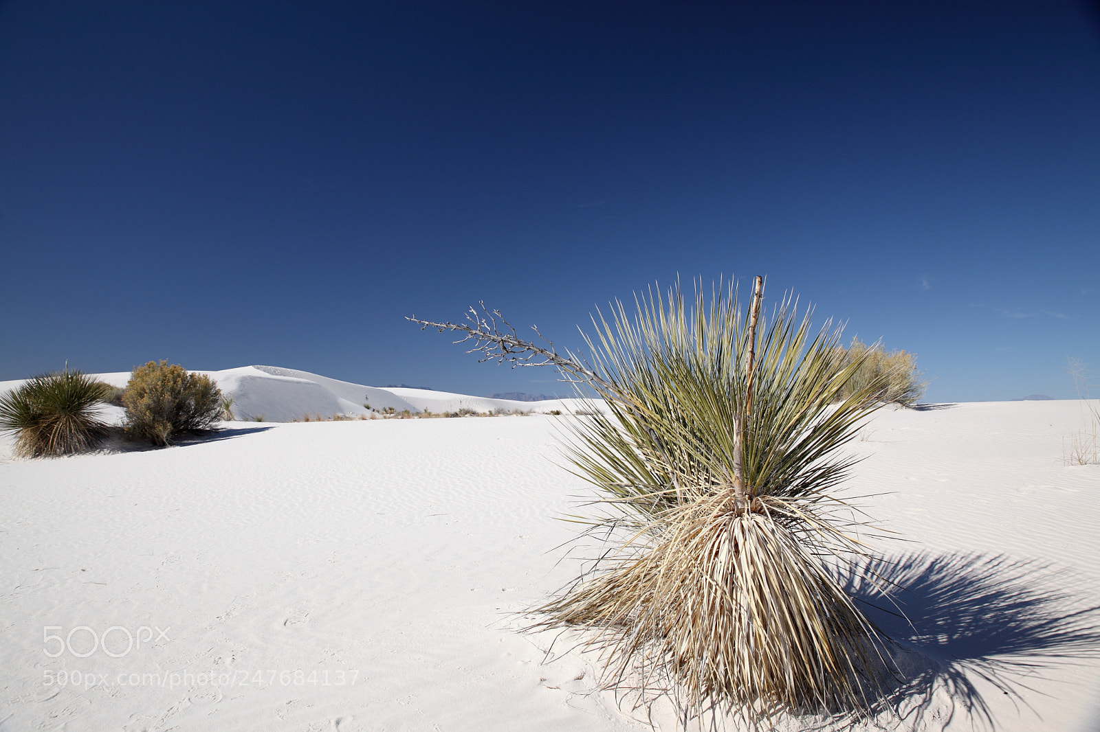 Canon EOS 5D Mark II sample photo. Yucca in white sands photography