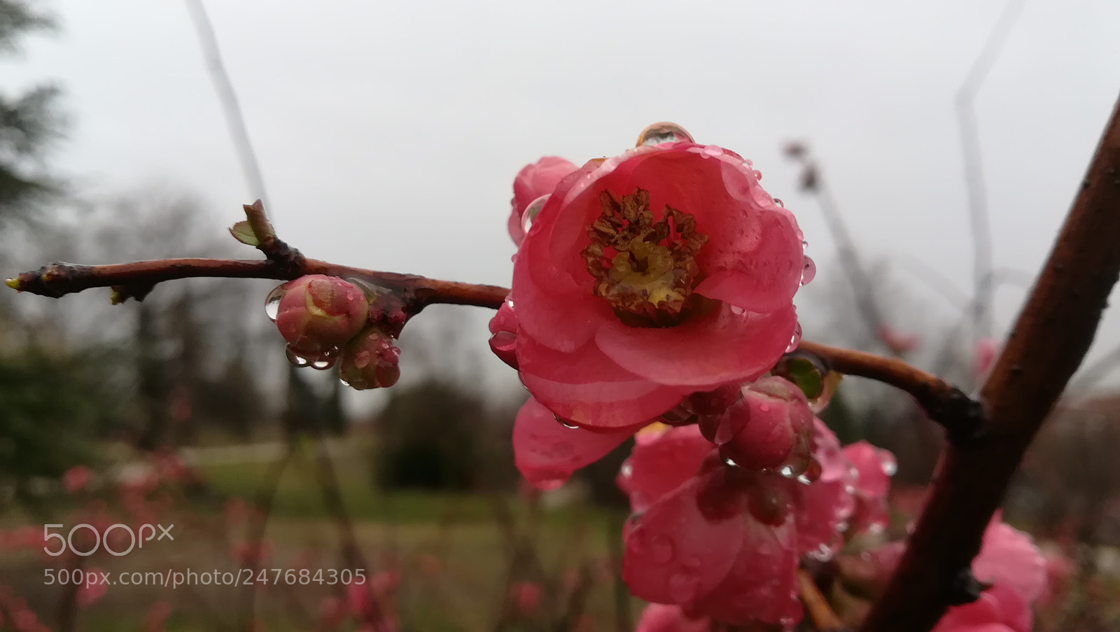 HUAWEI PRA-LX1 sample photo. Rainy winter photography