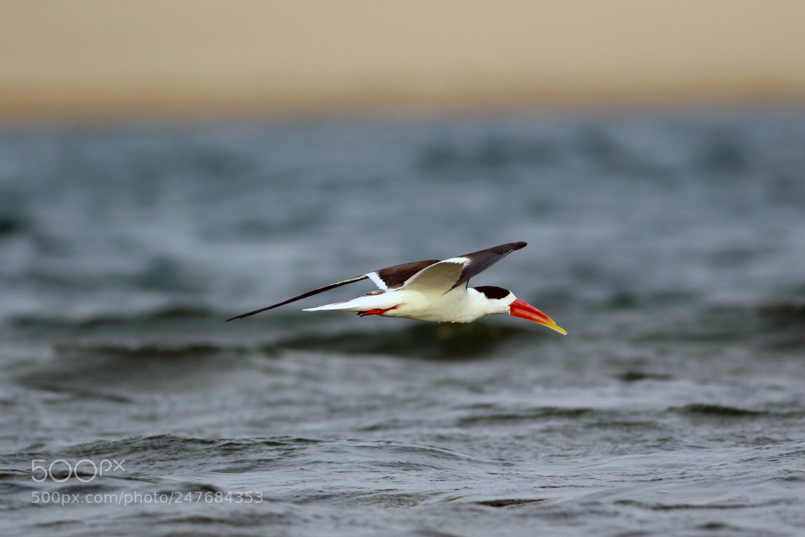 Canon EOS 7D Mark II sample photo. Indian skimmer photography