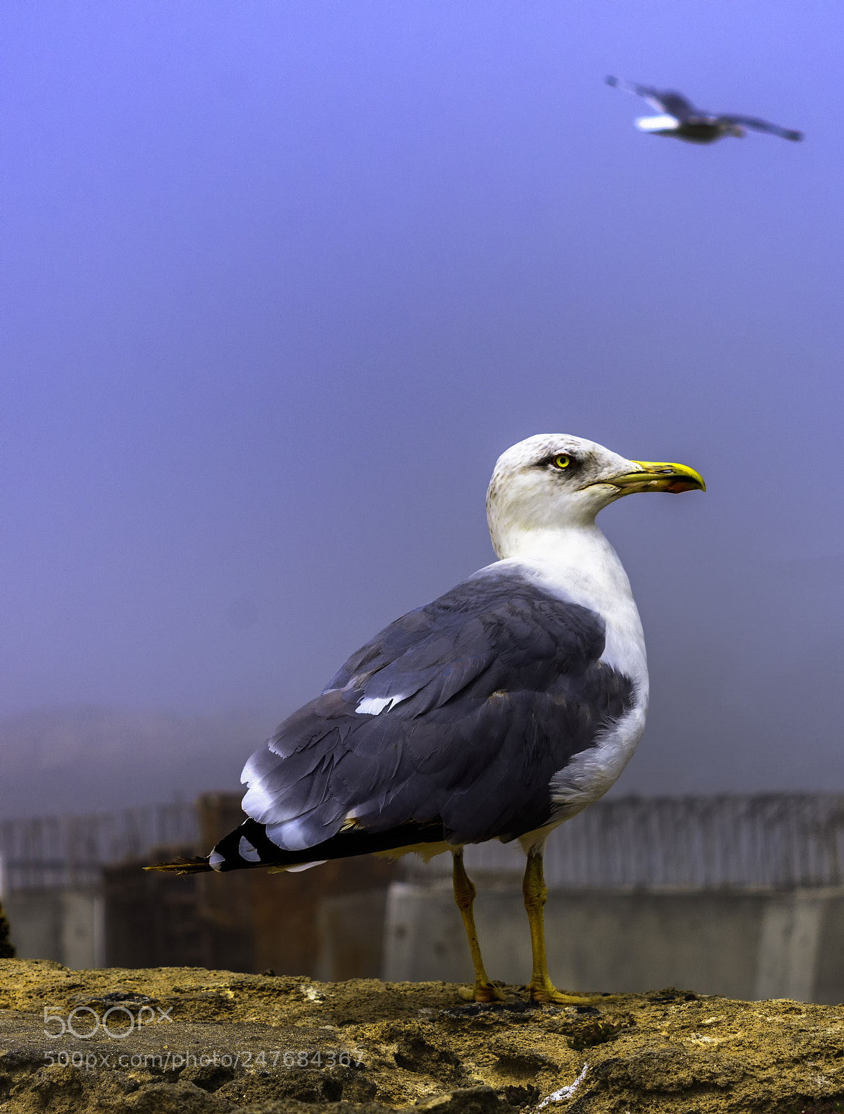 Nikon D7200 sample photo. Seagulls in essaouira port photography