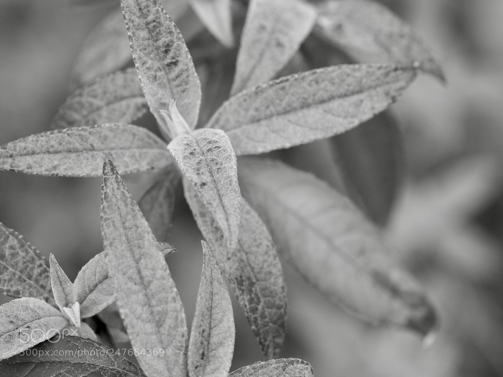 Olympus OM-D E-M10 II sample photo. Leaves photography