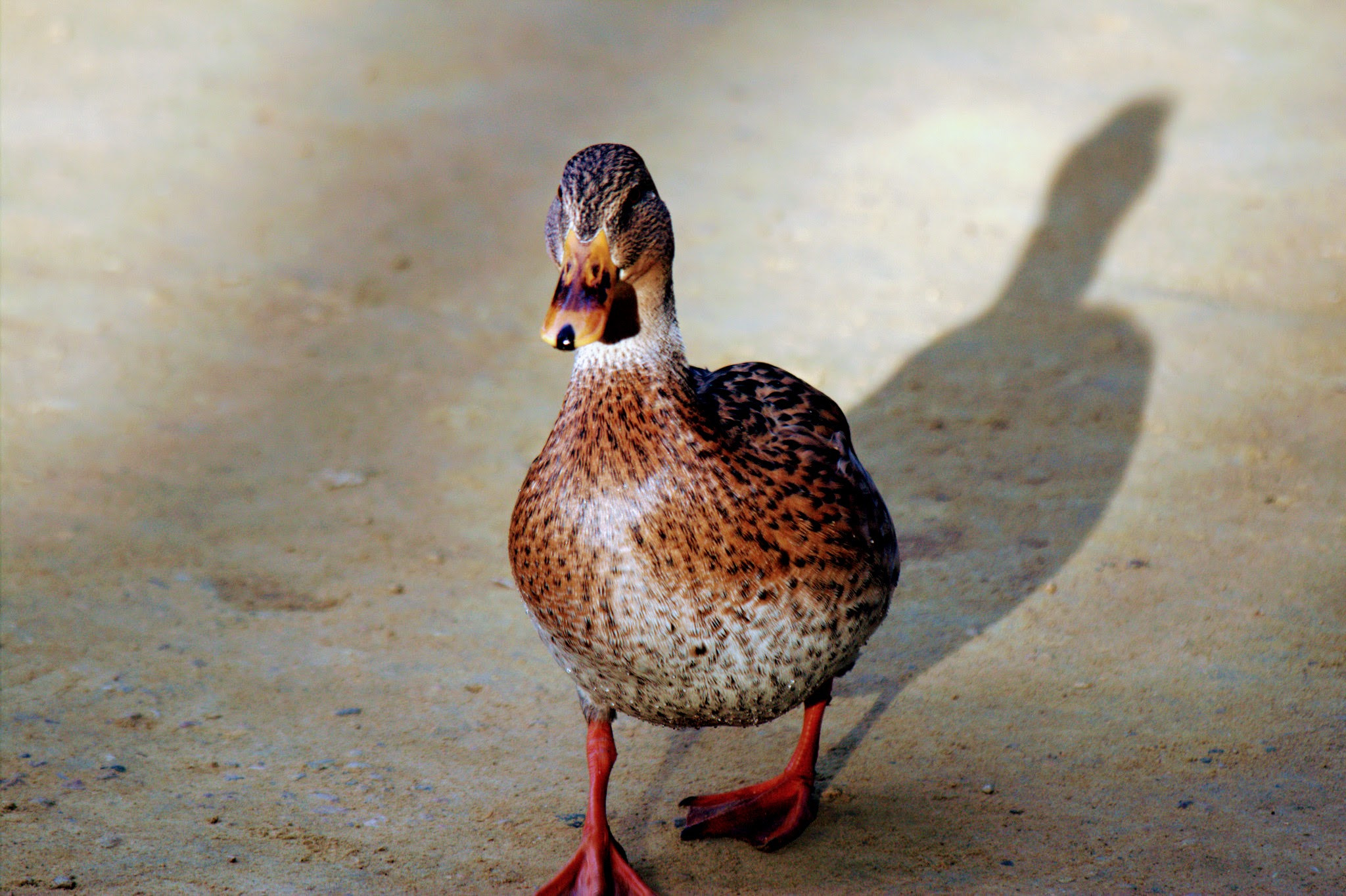 Canon EF 70-300mm F4-5.6 IS USM sample photo. Fleeing my shadow photography