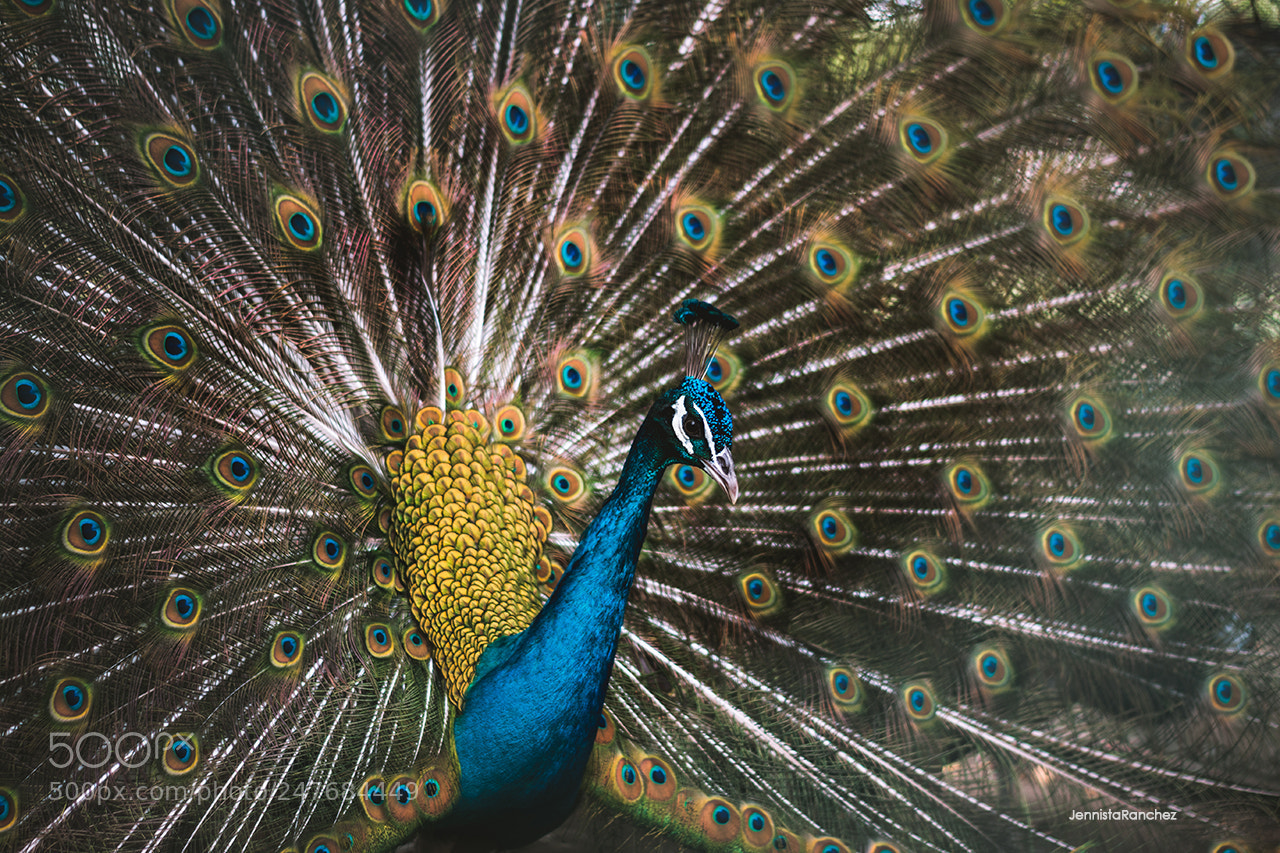 Nikon D5200 sample photo. Peacock photography
