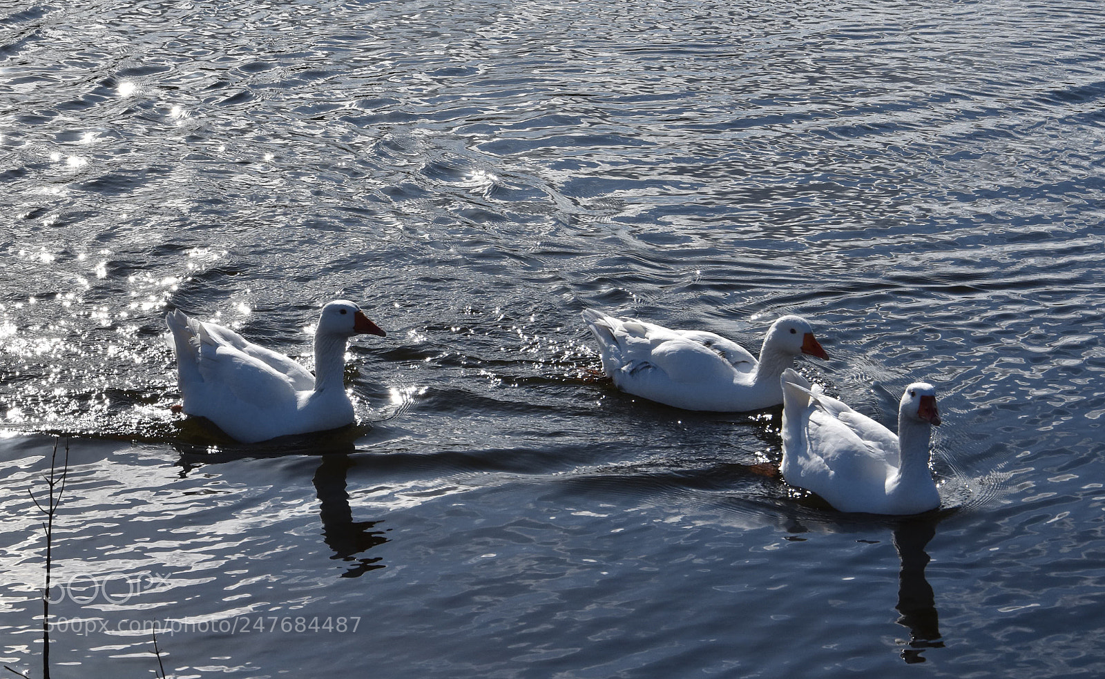 Nikon D7200 sample photo. Lake live photography