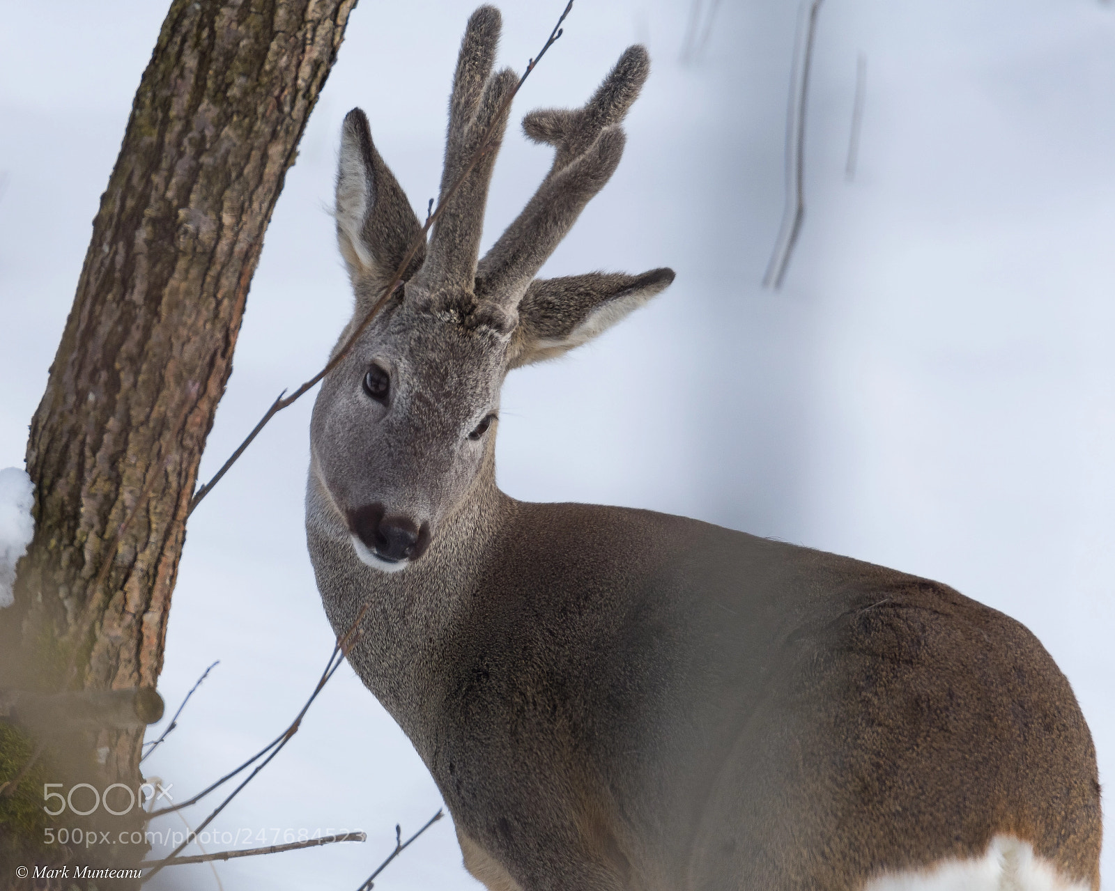 Nikon D500 sample photo. Shy deer photography