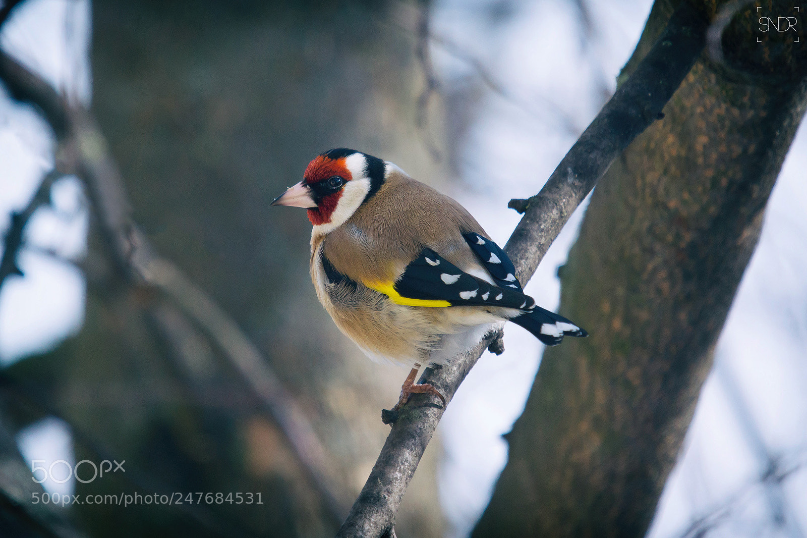 Sony SLT-A77 sample photo. Goldfinch photography