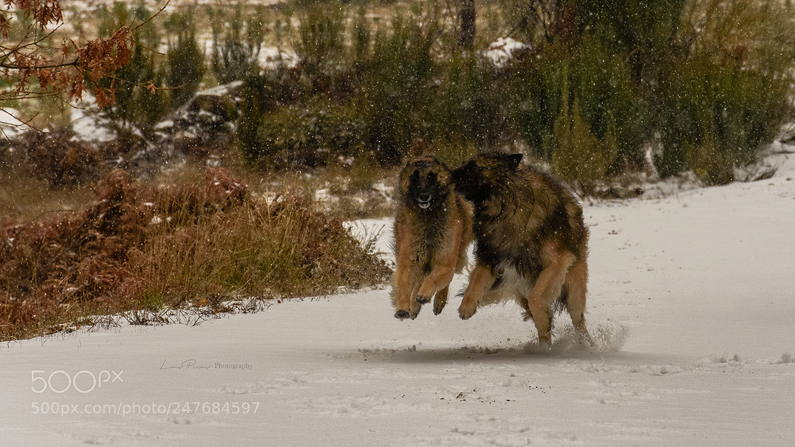Nikon D7200 sample photo. Arya and marley enjoying photography