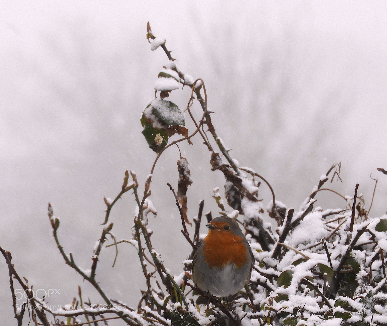 Nikon Coolpix B700 sample photo. Robin in snow photography