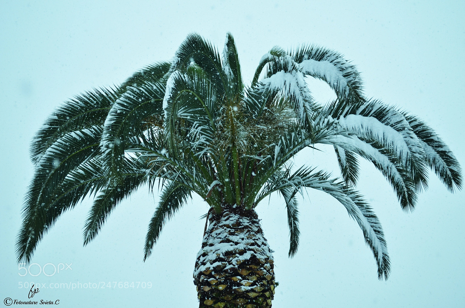 Nikon D5100 sample photo. Palm tree photography