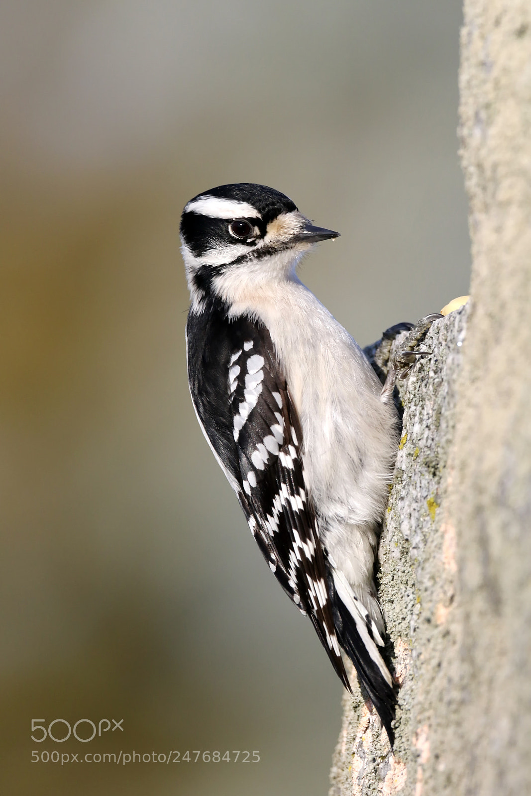 Canon EOS 7D Mark II sample photo. Downy woodpecker photography