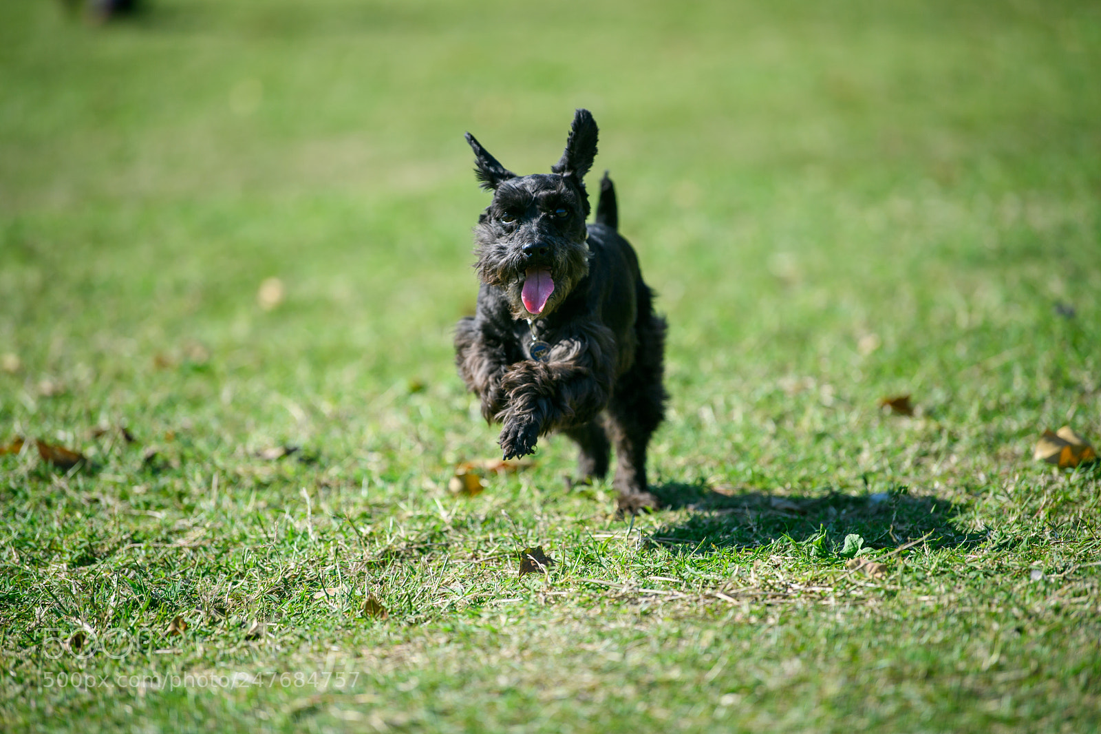 Nikon D5 sample photo. Running puppy photography