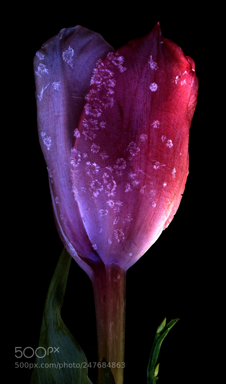 Sony a7 sample photo. Frozen photography