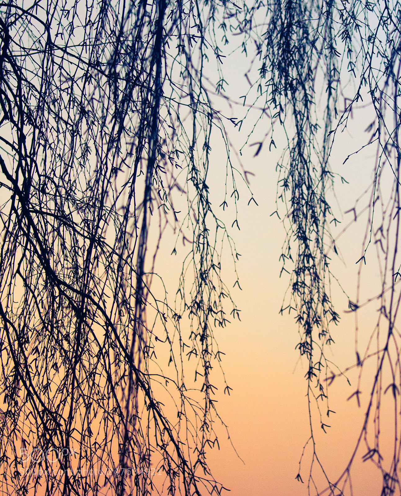 Canon EOS 650D (EOS Rebel T4i / EOS Kiss X6i) sample photo. Vines photography