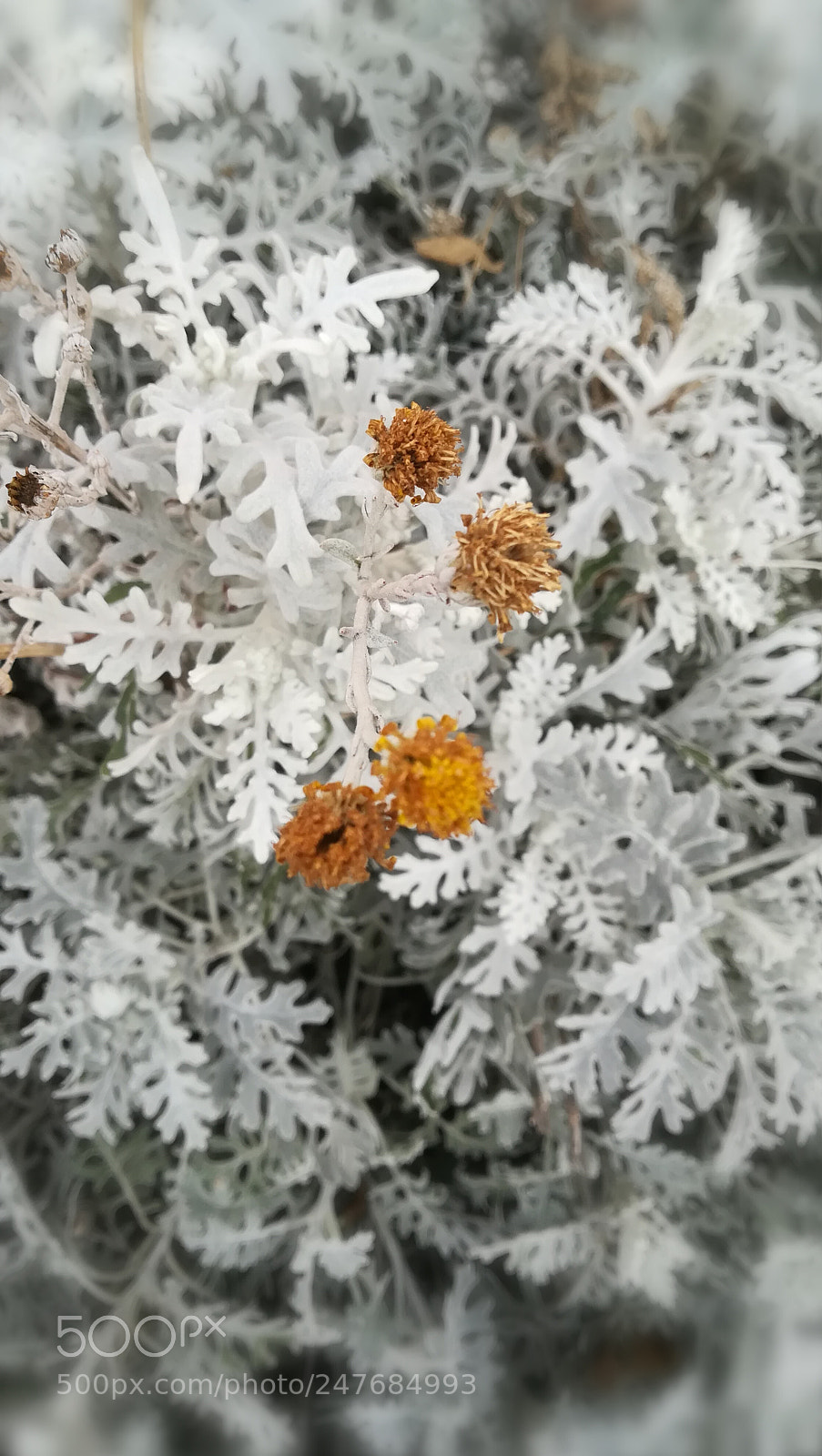 HUAWEI PRA-LX1 sample photo. Winter garden photography