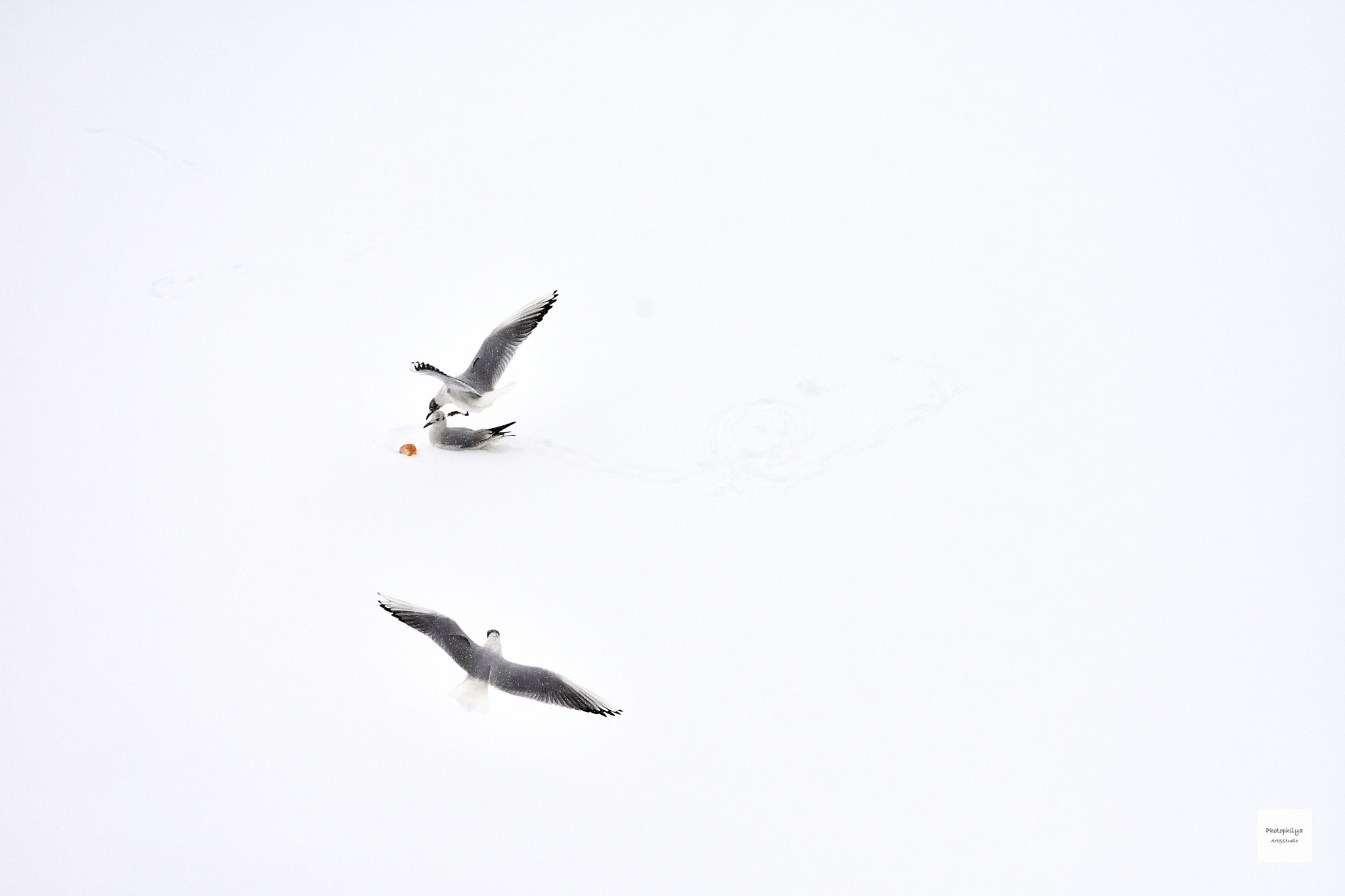 Nikon D7200 sample photo. White war photography