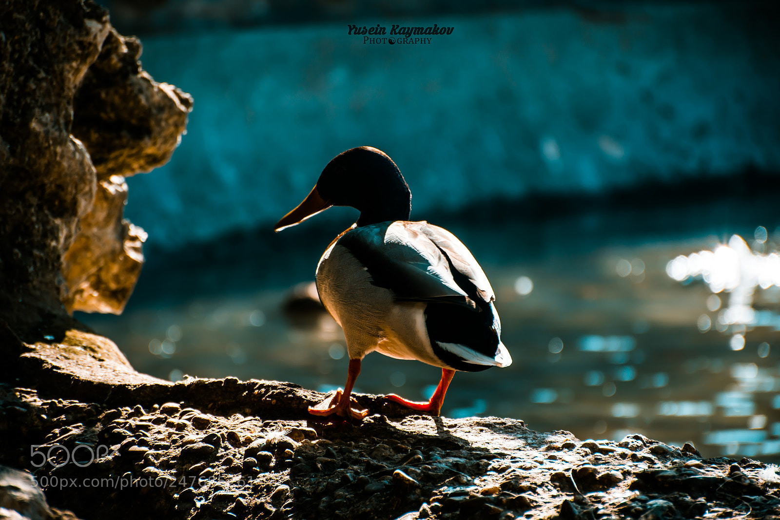 Nikon D7200 sample photo. Ducks photography