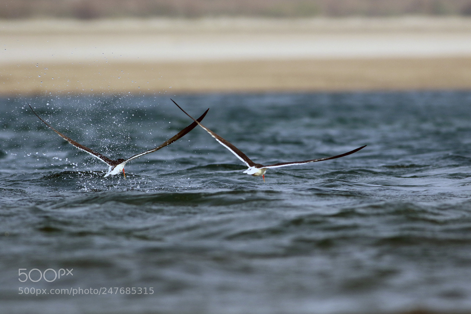 Canon EOS 7D Mark II sample photo. Indian skimmer photography