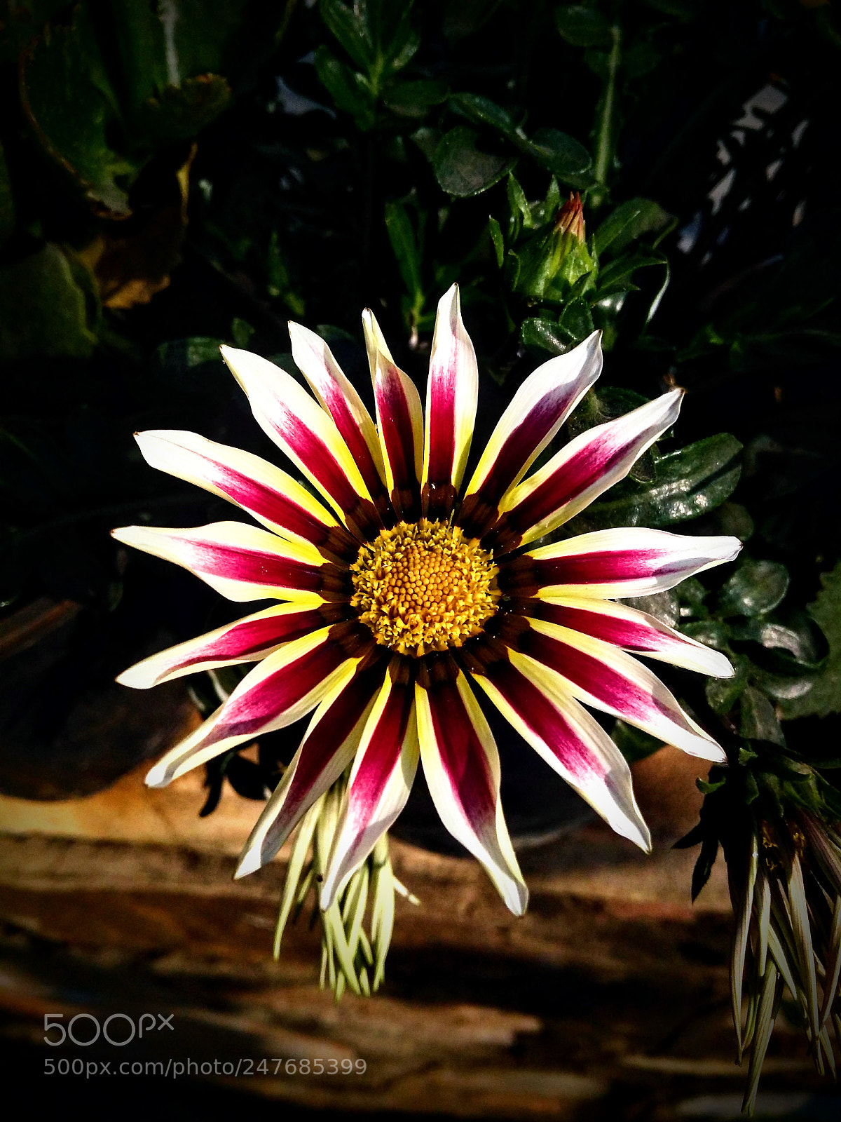 Motorola Moto G (5S) Plus sample photo. Untitled photography
