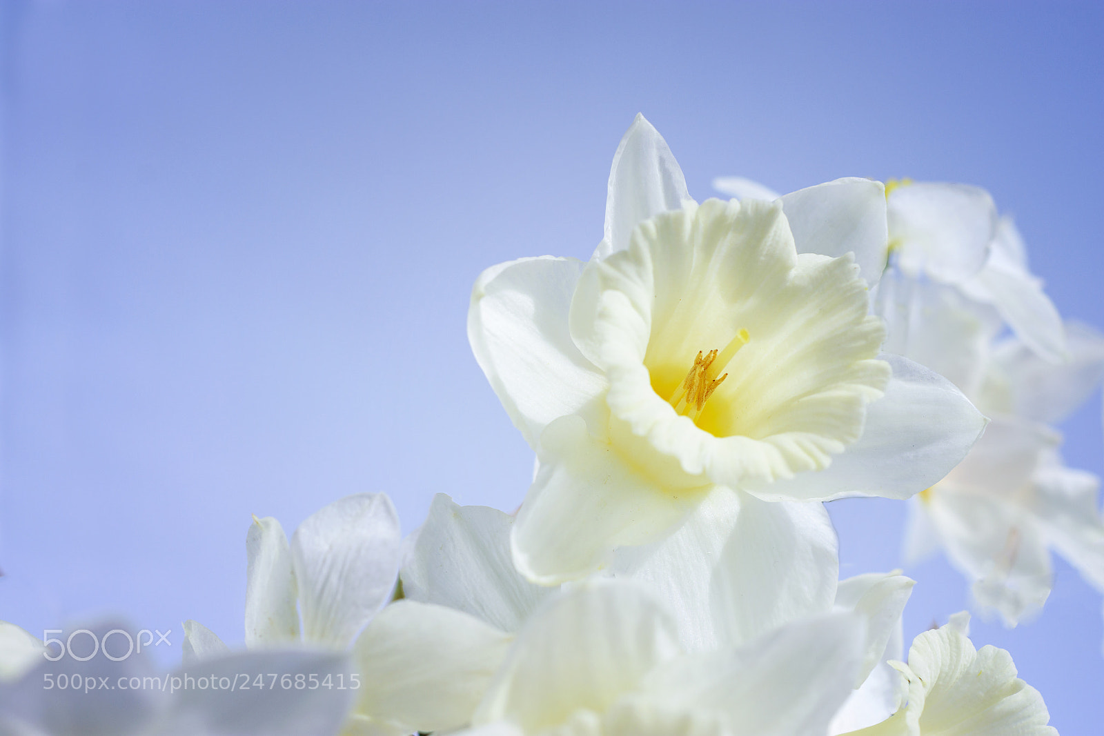 Nikon D7200 sample photo. White daffodils against the photography