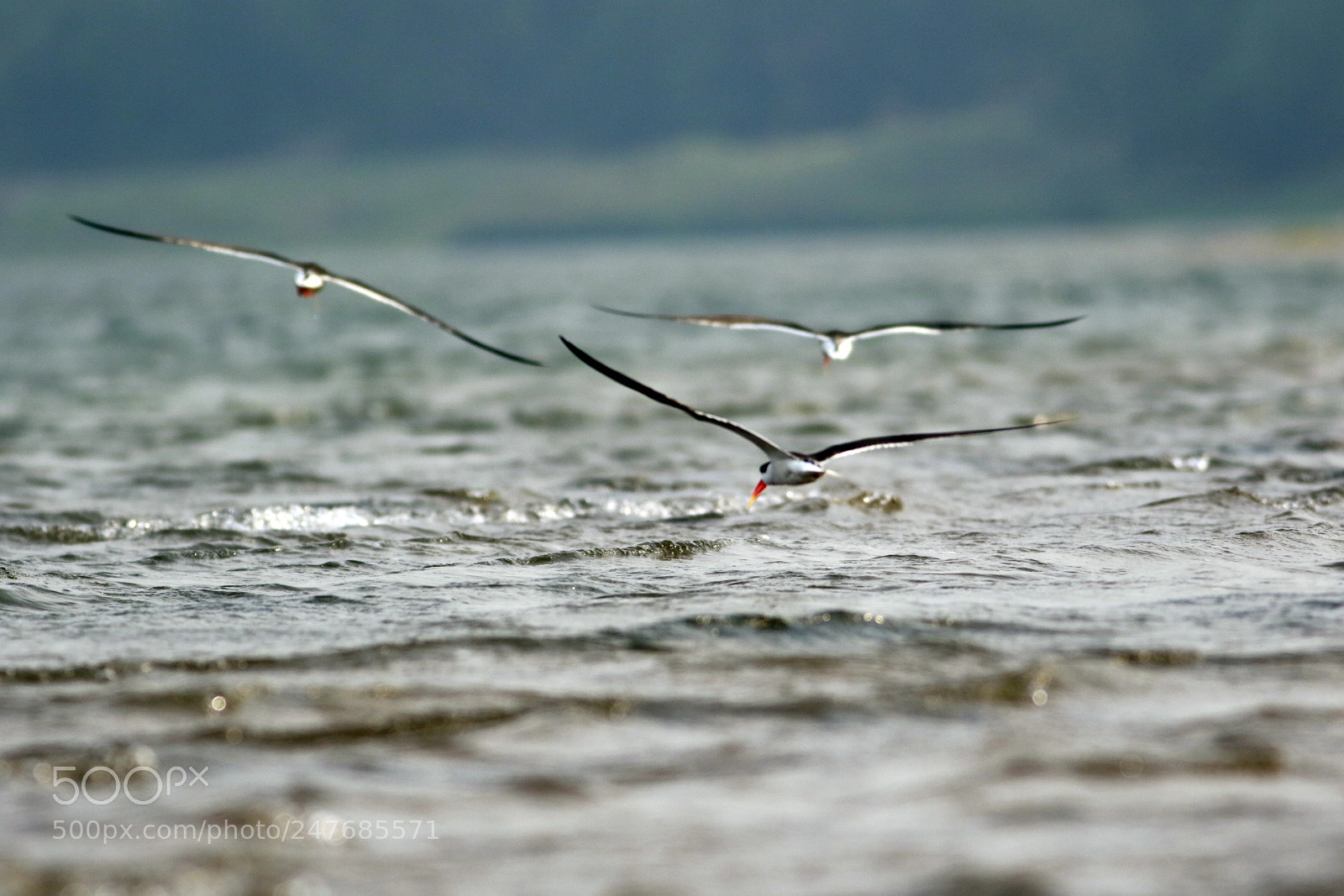 Canon EOS 7D Mark II sample photo. Indian skimmer photography