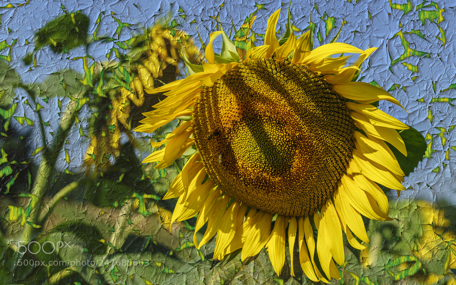 Sony a7R II sample photo. Sunflower.... photography