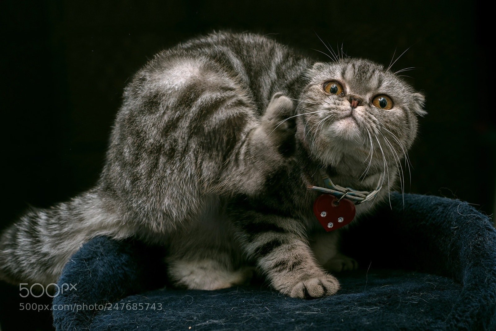 Nikon D810 sample photo. Hungry cat photography