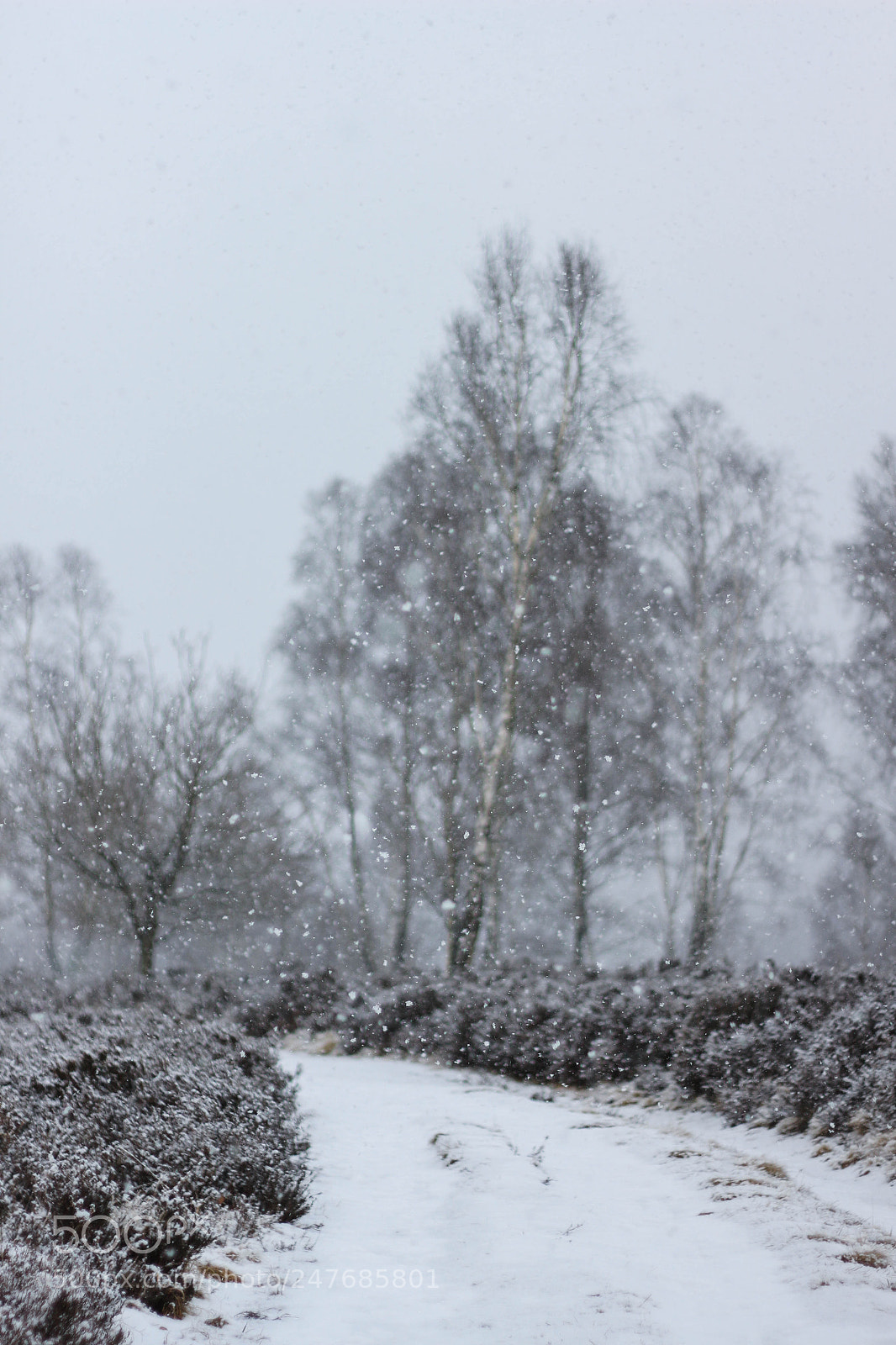 Canon EOS 700D (EOS Rebel T5i / EOS Kiss X7i) sample photo. Lüneburger heide 2 photography