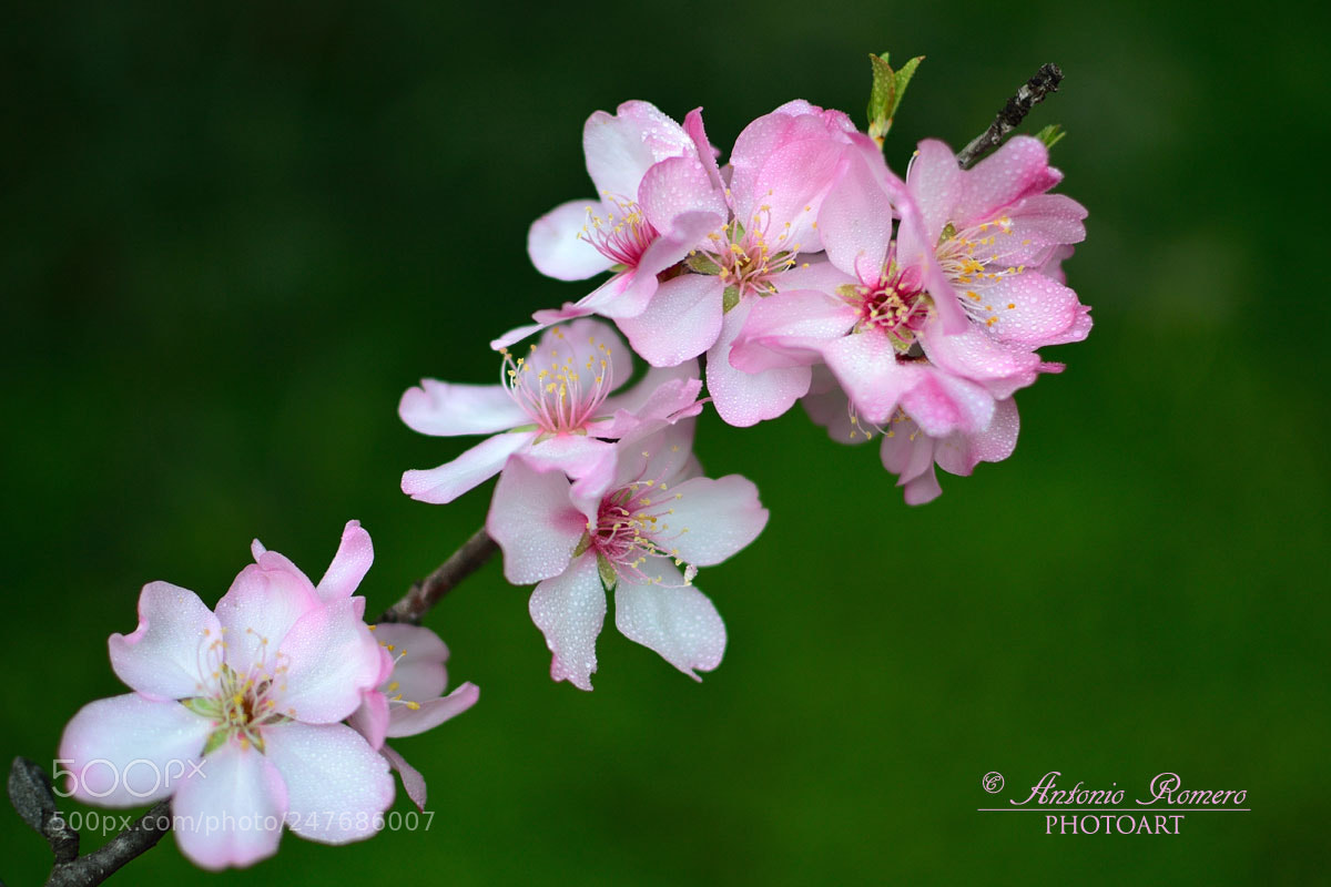 Nikon D5200 sample photo. Inspiration and fantasy photography