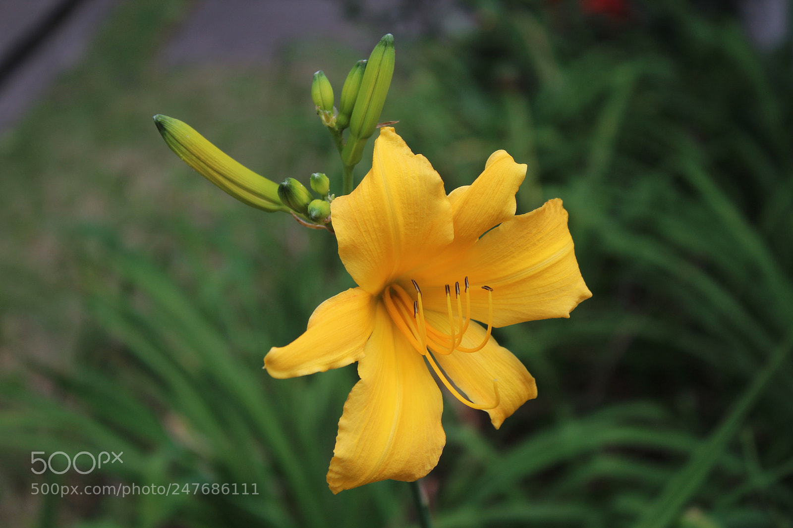 Canon EOS 1300D (EOS Rebel T6 / EOS Kiss X80) sample photo. ? photography