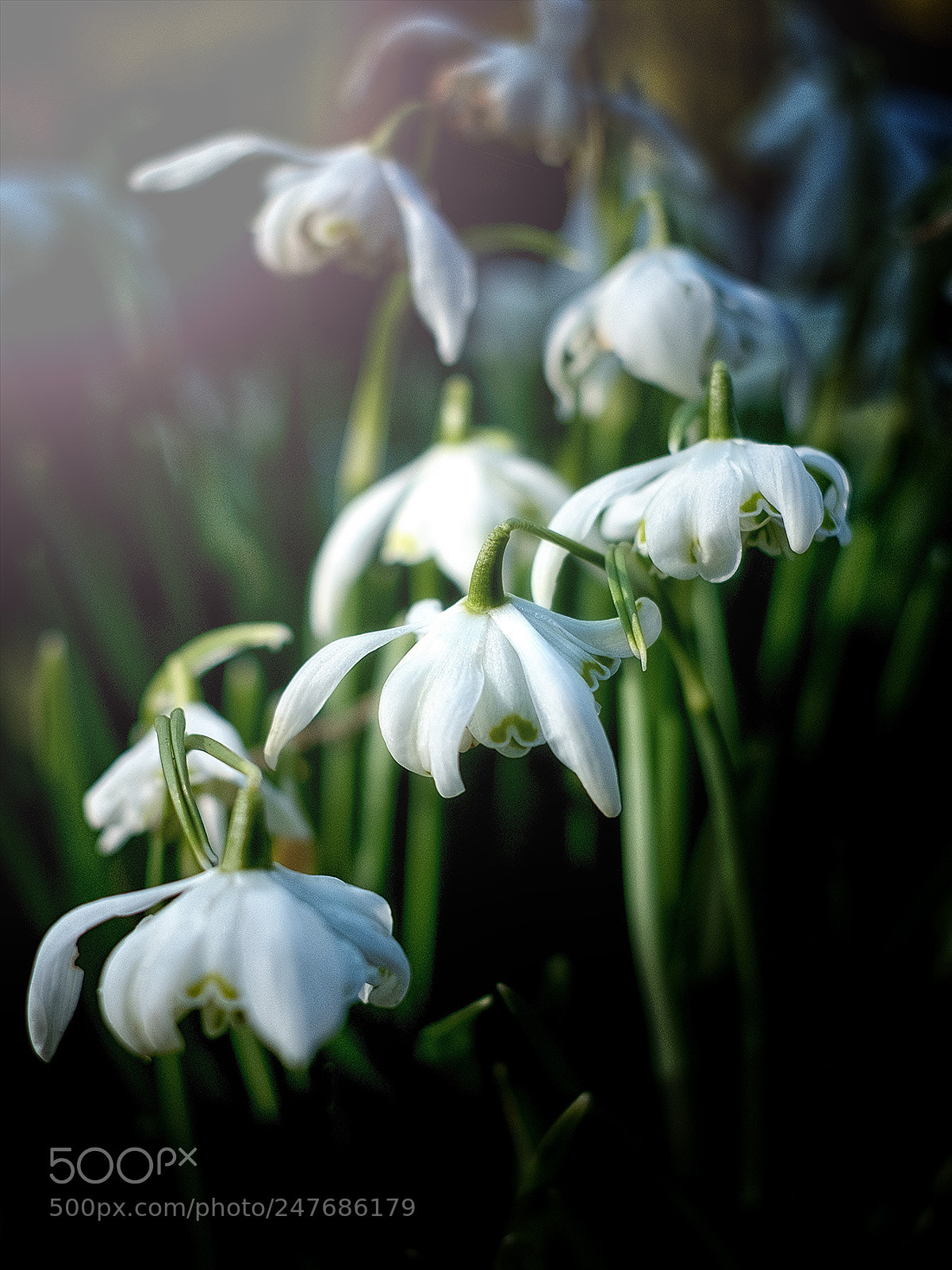 Fujifilm X-T2 sample photo. Snodwrop photography