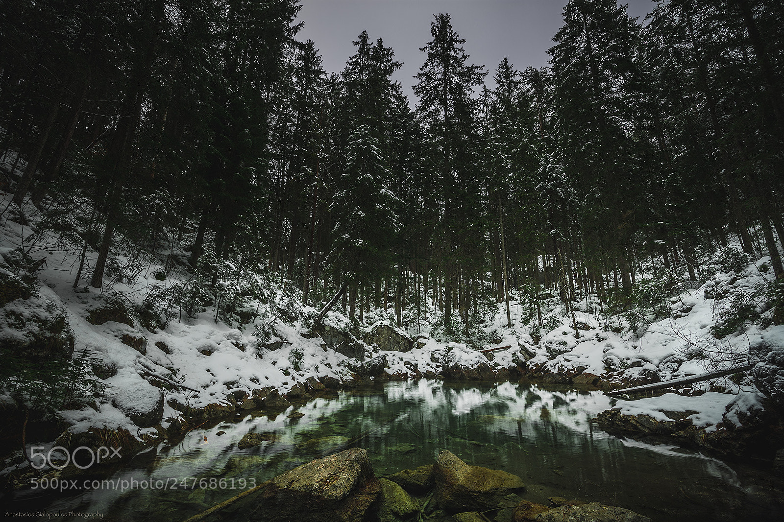 Nikon D7200 sample photo. The forest.... photography