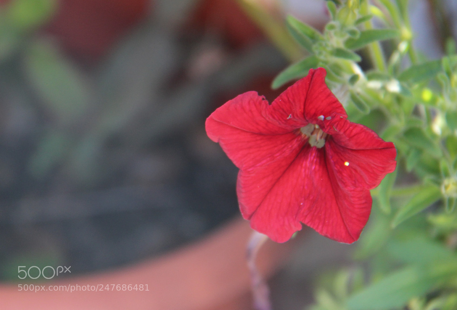 Canon EOS 100D (EOS Rebel SL1 / EOS Kiss X7) sample photo. Img photography