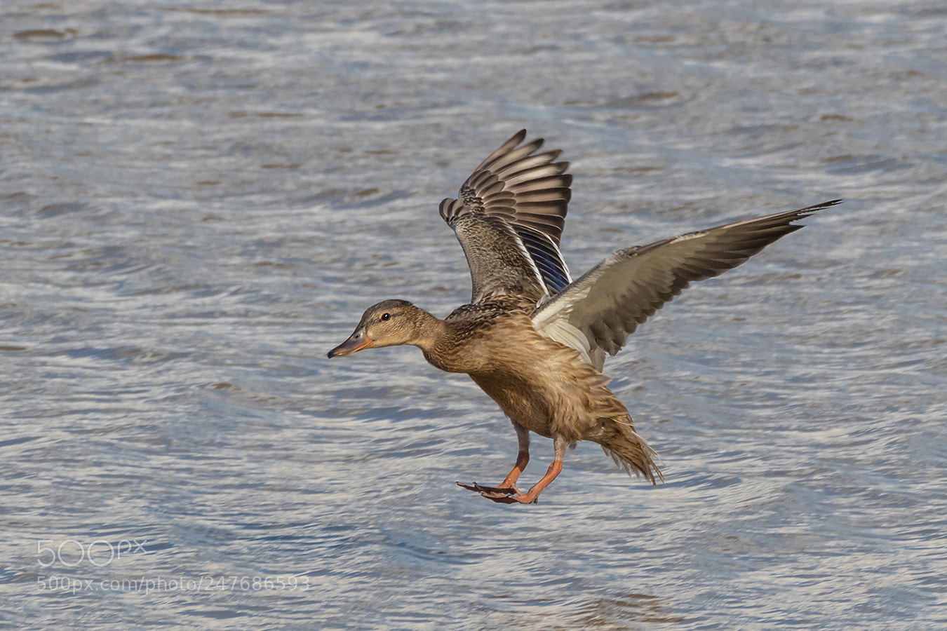 Canon EOS 7D Mark II sample photo. Landeanflug photography