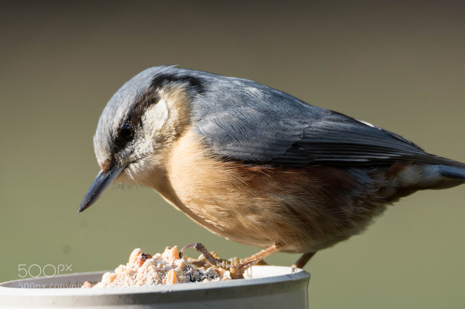 Nikon D7200 sample photo. Sitta europaea - eurasian photography