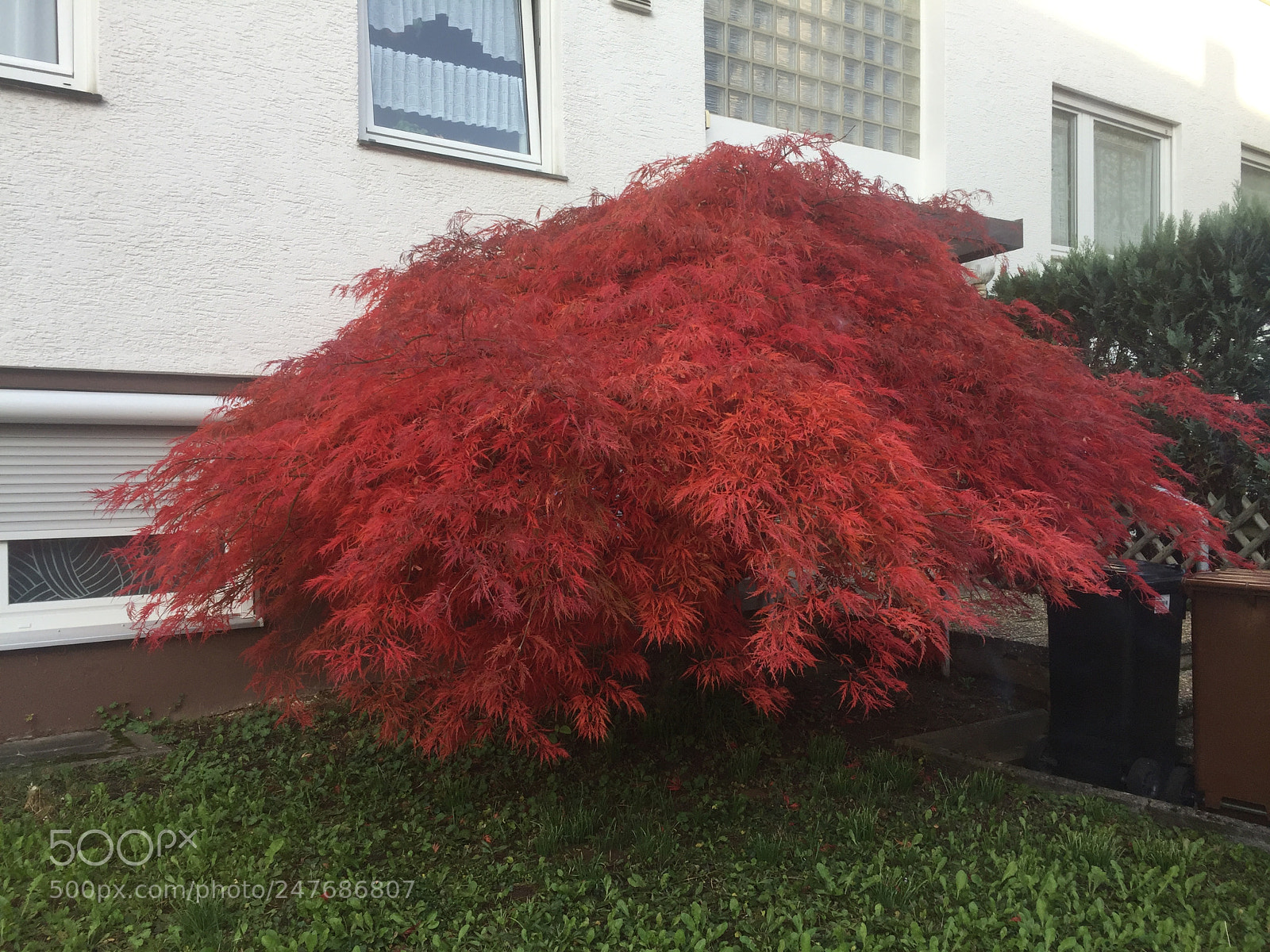 Apple iPhone 6 sample photo. Red three photography