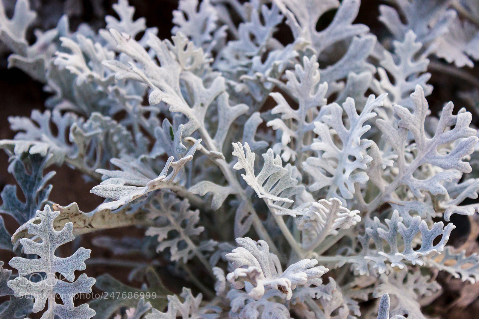 Canon EOS 600D (Rebel EOS T3i / EOS Kiss X5) sample photo. Cineraria silver photography