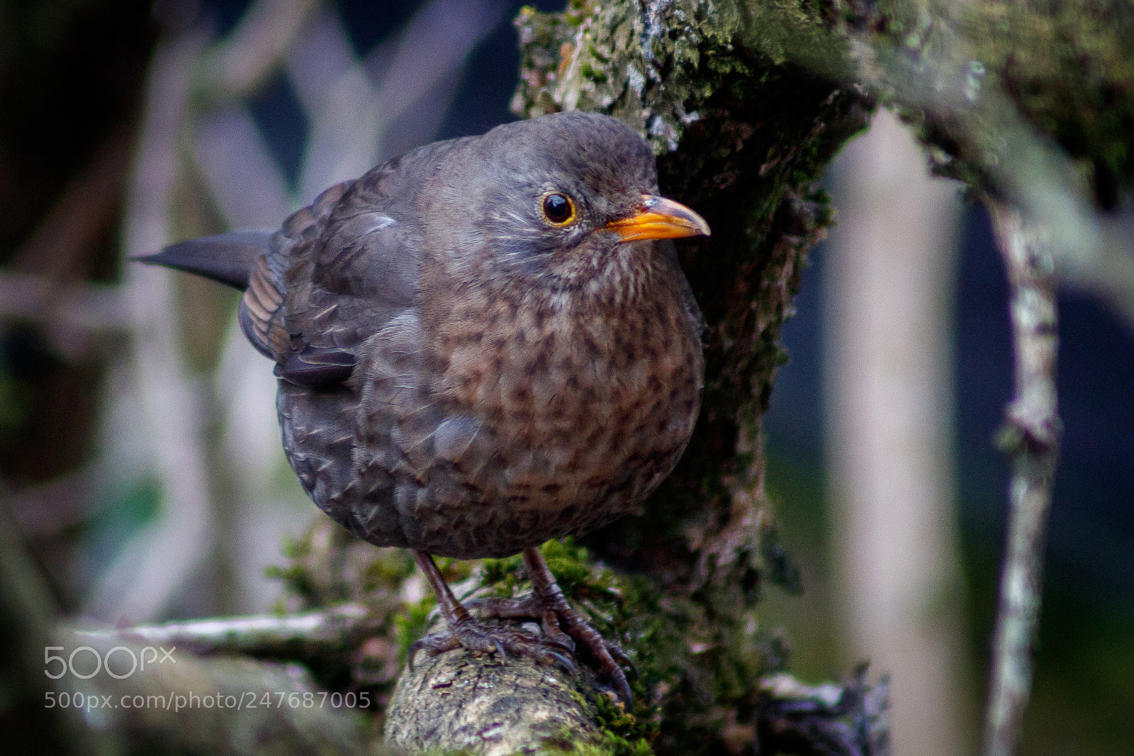Canon EOS 80D sample photo. Untitled photography