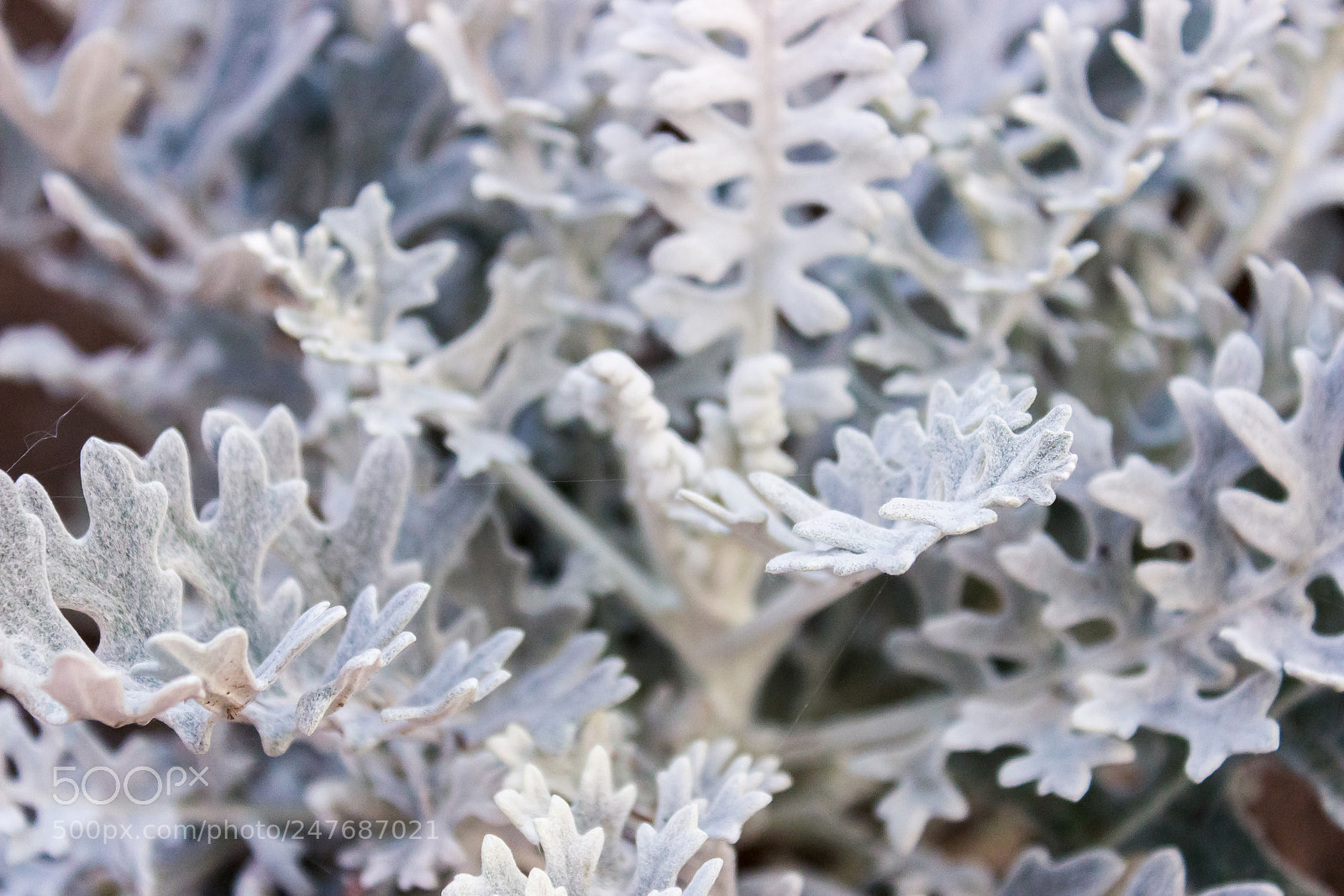 Canon EOS 600D (Rebel EOS T3i / EOS Kiss X5) sample photo. Cineraria silver photography